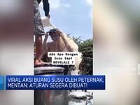 Viral Aksi Buang Susu Oleh Peternak, Mentan: Aturan Segera Dibuat!