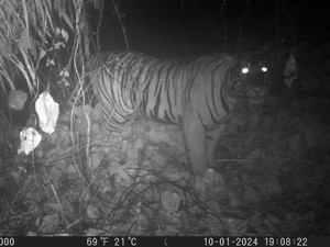 Harimau yang Kerap Mangsa Ternak Warga di Bengkulu Utara Ditangkap
