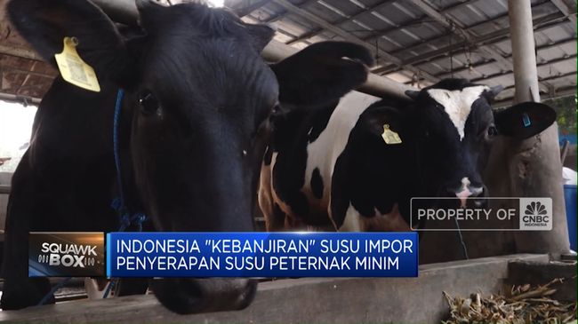 Video: RI Kebanjiran Susu Impor Bikin Penyerapan Susu Peternak Minim