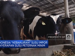 Video: RI "Kebanjiran" Susu Impor Bikin Penyerapan Susu Peternak Minim