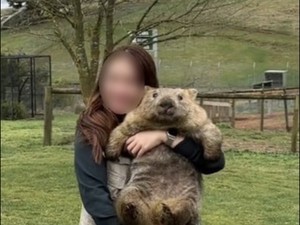 Turis Peluk Wombat, Warlok Meradang