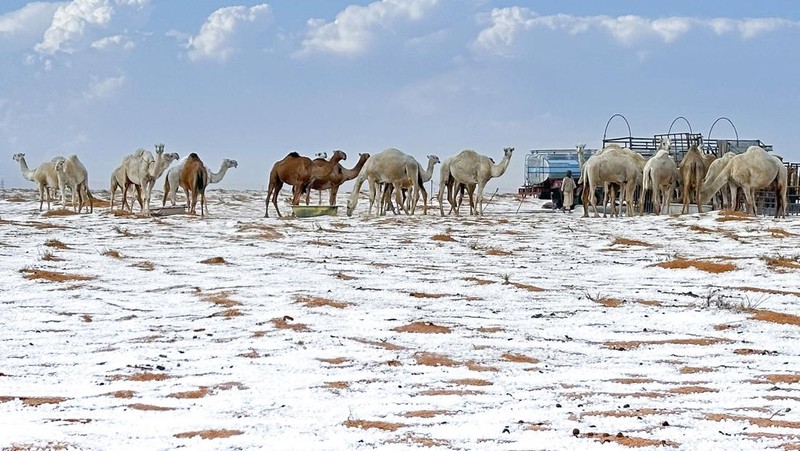 Salju menyelimuti unta di peternakan mereka di Provinsi Al Jawf, di utara Arab Saudi, pada Sabtu, 2 November 2024. (AP Photo)