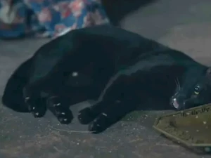 Adegan Kucing Kejang di Drama Thailand Bikin Ailurofili Ngamuk