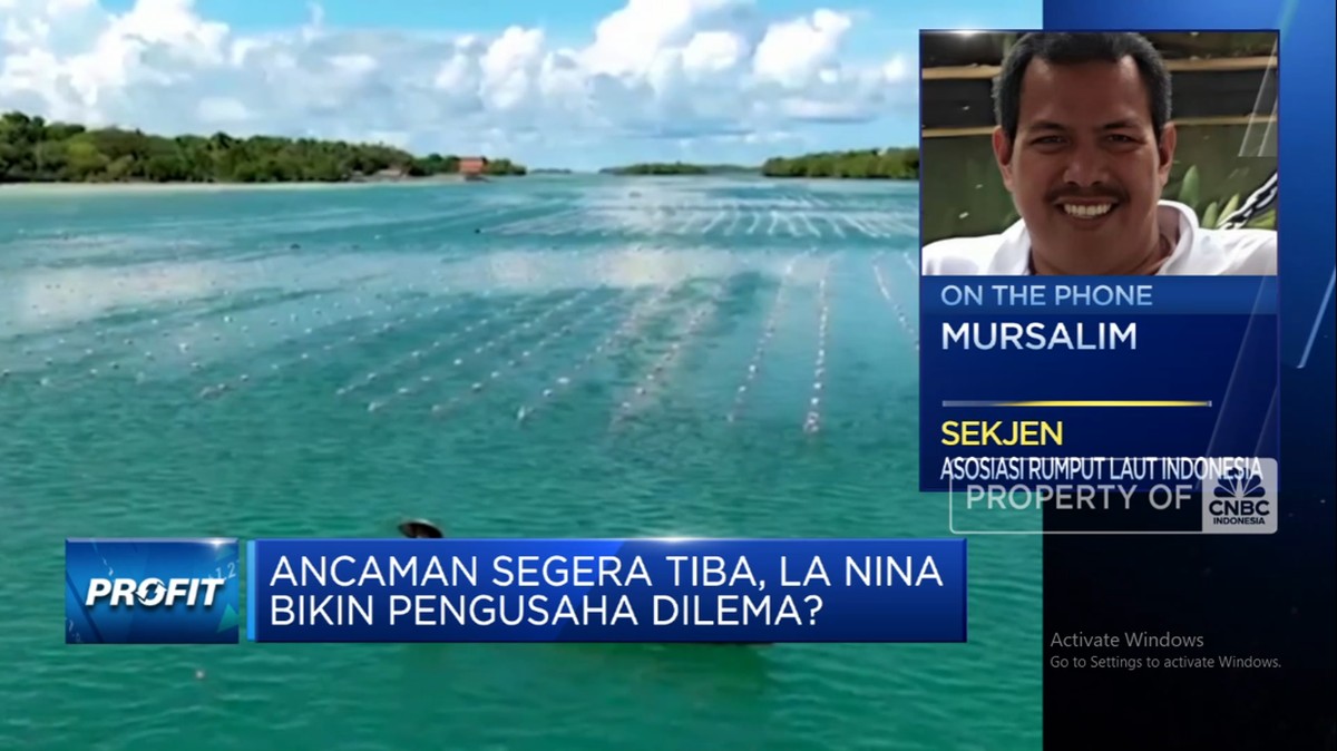 Gelombang La Niña Mengancam! Produksi Rumput Laut Diprediksi Turun 30% menurut Pak Prabowo