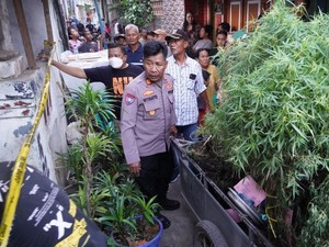 Kebun Ganja di Genteng Rumah Warga di Jakbar Dibongkar, 16 Pot Disita
