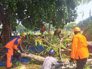 Detik-detik Pohon Tumbang Timpa Motor-Lapak Burjo di Minggiran Jogja