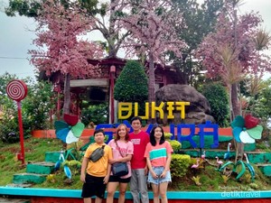 Ini Bukit Sakura di Lampung