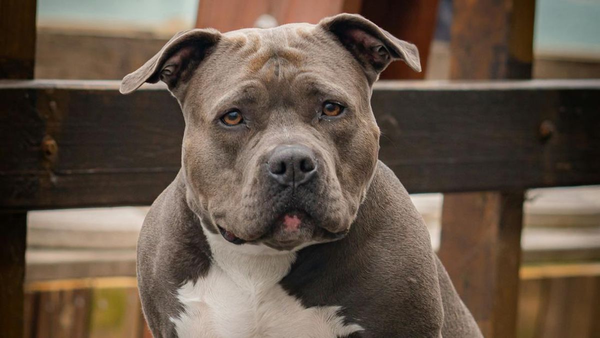 27 Jahitan dan Trauma Panjang Bocah Korban Serangan Pitbull