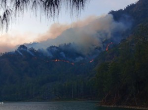 Kebakaran Hutan BTNG Rinjani, 95 Persen Api Dipadamkan