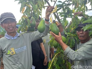 LAZ Hadji Kalla Tingkatkan Produktivitas Petani Alpukat di Malino Gowa