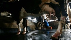 Melihat Peternakan Sapi Perah di Jakarta Saat Heboh Aksi Buang Susu Lokal