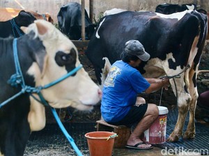 Mau Geber Produksi Susu, Peternak Ngaku Susah Dapat Modal buat Impor Sapi Perah