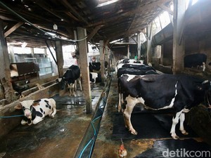 BRIN Gandeng Organisasi Pangan dan Pertanian PBB Genjot Produksi Susu