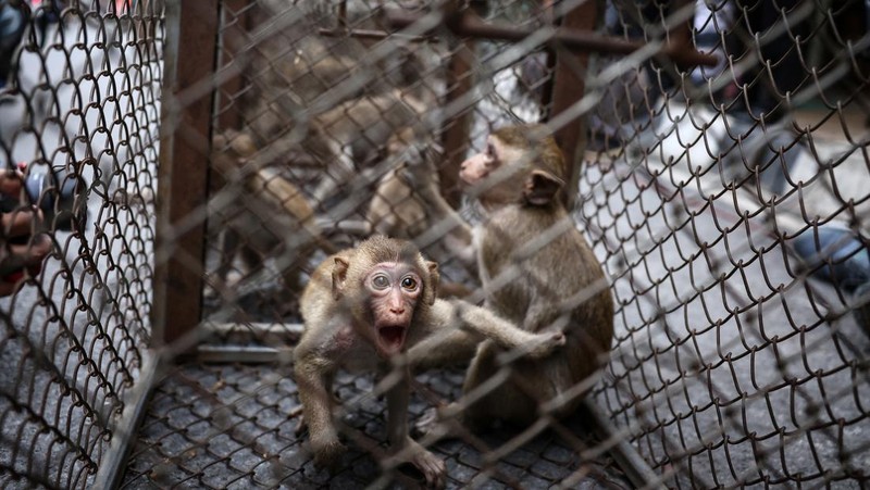 Monyet ekor panjang kelebihan populasi serbu kota bersejarah Thailand, Lopburi. (REUTERS/Chalinee Thirasupa)