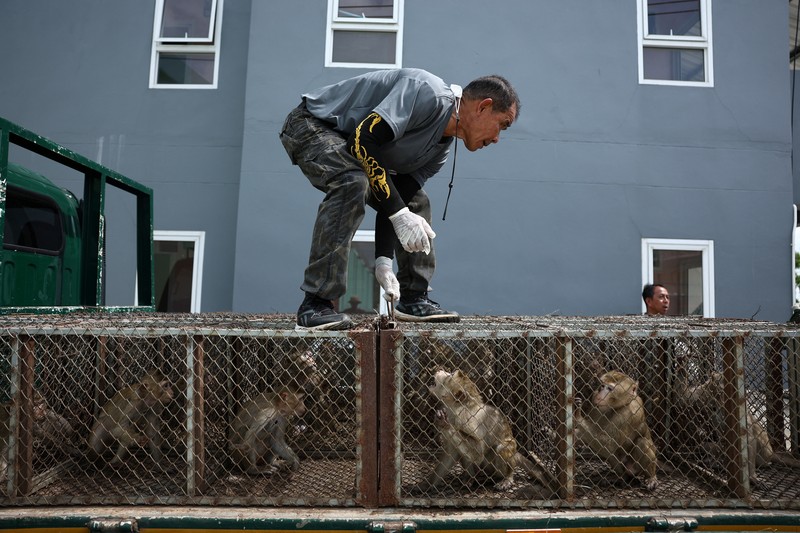 Monyet ekor panjang kelebihan populasi serbu kota bersejarah Thailand, Lopburi. (REUTERS/Chalinee Thirasupa) Monyet ekor panjang kelebihan populasi serbu kota bersejarah Thailand, Lopburi. (REUTERS/Chalinee Thirasupa)