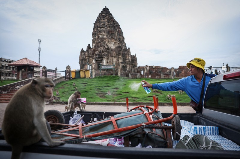 Monyet ekor panjang kelebihan populasi serbu kota bersejarah Thailand, Lopburi. (REUTERS/Chalinee Thirasupa)