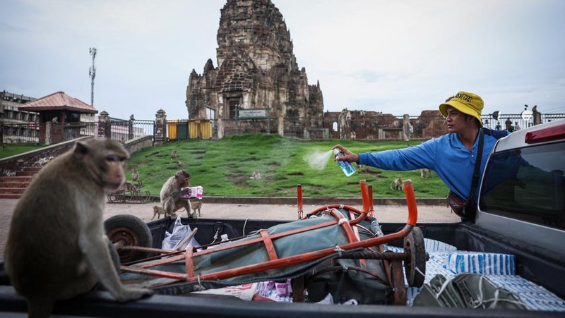 Monyet ekor panjang kelebihan populasi serbu kota bersejarah Thailand, Lopburi. (REUTERS/Chalinee Thirasupa)