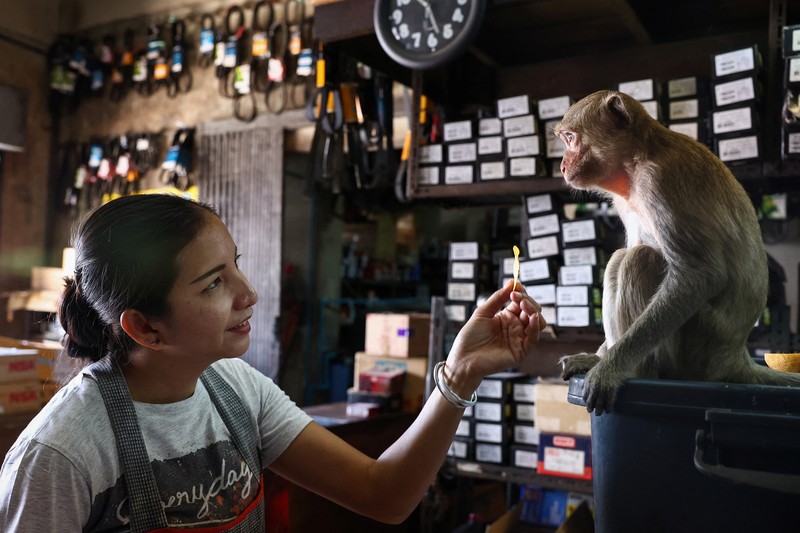 Monyet ekor panjang kelebihan populasi serbu kota bersejarah Thailand, Lopburi. (REUTERS/Chalinee Thirasupa) Monyet ekor panjang kelebihan populasi serbu kota bersejarah Thailand, Lopburi. (REUTERS/Chalinee Thirasupa)