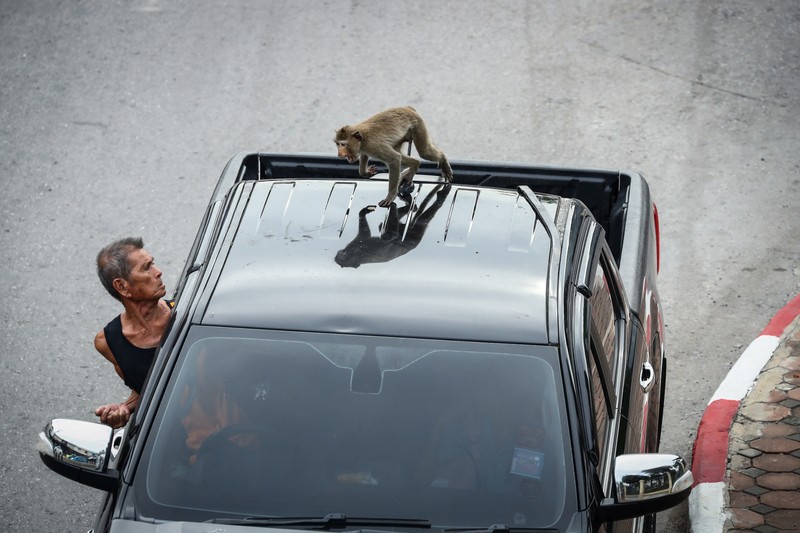 Monyet ekor panjang kelebihan populasi serbu kota bersejarah Thailand, Lopburi. (REUTERS/Chalinee Thirasupa) Monyet ekor panjang kelebihan populasi serbu kota bersejarah Thailand, Lopburi. (REUTERS/Chalinee Thirasupa)