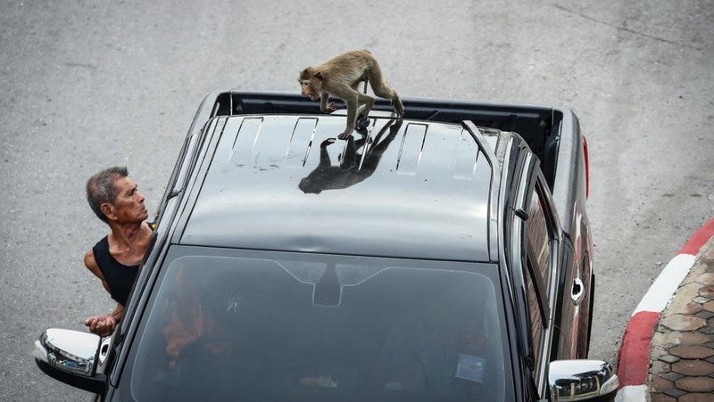 Monyet ekor panjang kelebihan populasi serbu kota bersejarah Thailand, Lopburi. (REUTERS/Chalinee Thirasupa)