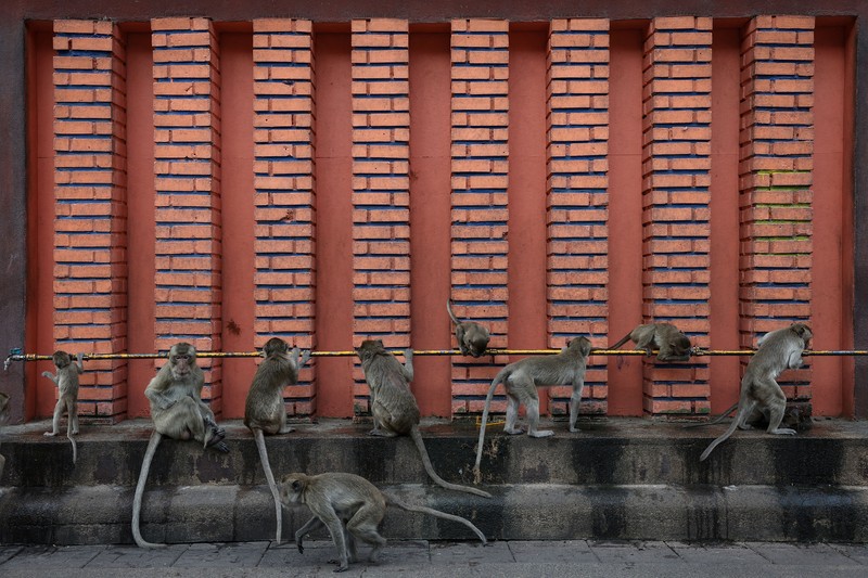 Monyet ekor panjang kelebihan populasi serbu kota bersejarah Thailand, Lopburi. (REUTERS/Chalinee Thirasupa)