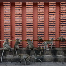 Ngeri! Geng Monyet 'Kuasai' Kota Sejarah Tetangga RI, 1.000 Ditangkap