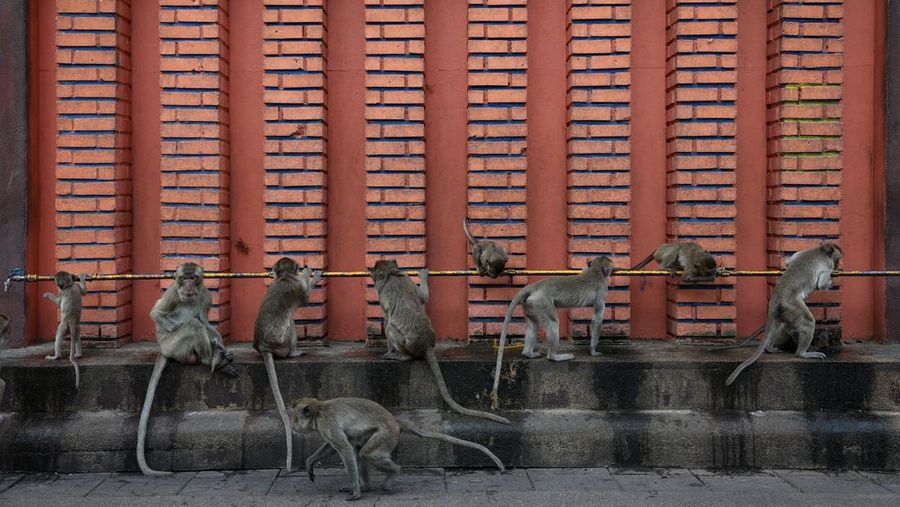 Monyet ekor panjang kelebihan populasi serbu kota bersejarah Thailand, Lopburi. (REUTERS/Chalinee Thirasupa)