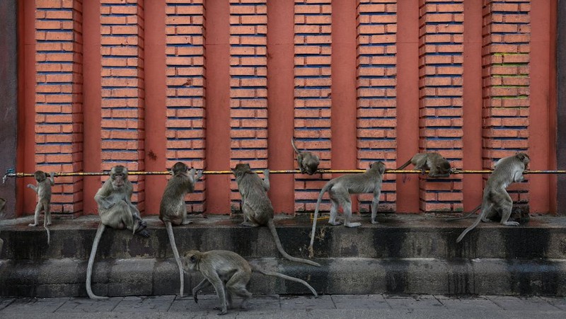 Monyet ekor panjang kelebihan populasi serbu kota bersejarah Thailand, Lopburi. (REUTERS/Chalinee Thirasupa)