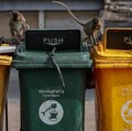 Monyet ekor panjang kelebihan populasi serbu kota bersejarah Thailand, Lopburi. (REUTERS/Chalinee Thirasupa)