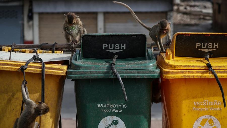 Monyet ekor panjang kelebihan populasi serbu kota bersejarah Thailand, Lopburi. (REUTERS/Chalinee Thirasupa)