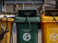 Monyet ekor panjang kelebihan populasi serbu kota bersejarah Thailand, Lopburi. (REUTERS/Chalinee Thirasupa)