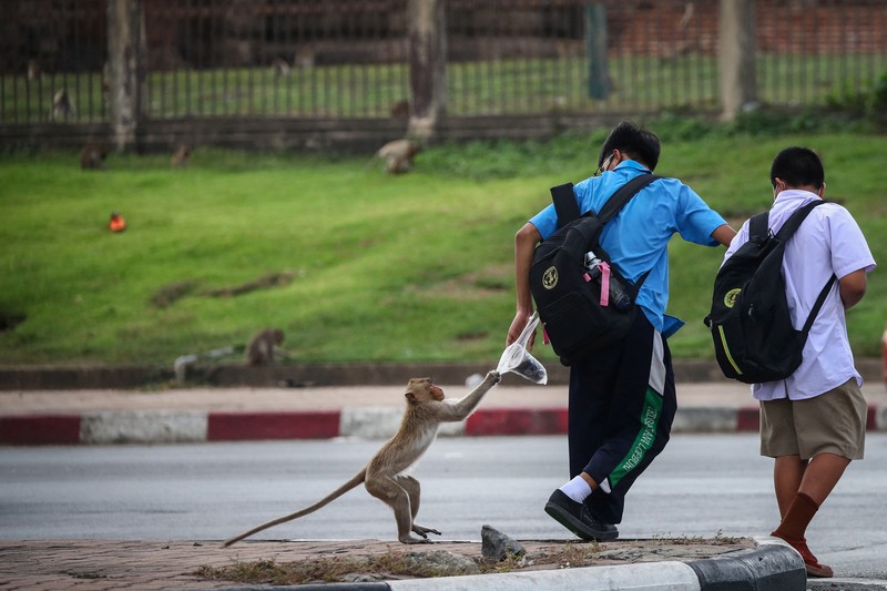 Monyet ekor panjang kelebihan populasi serbu kota bersejarah Thailand, Lopburi. (REUTERS/Chalinee Thirasupa) Monyet ekor panjang kelebihan populasi serbu kota bersejarah Thailand, Lopburi. (REUTERS/Chalinee Thirasupa)