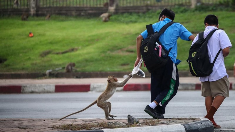 Monyet ekor panjang kelebihan populasi serbu kota bersejarah Thailand, Lopburi. (REUTERS/Chalinee Thirasupa)