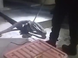 Malam-malam Ular Sanca 2,5 Meter Berkeliaran di Teras Rumah Warga Sleman