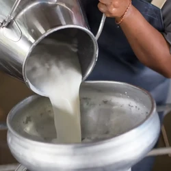 Peternak Nangis Susu Impor Bebas Pajak, Kemendag Janji Buka Opsi Ini