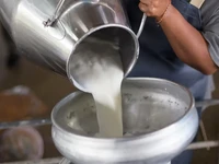 Peternak Nangis Susu Impor Bebas Pajak, Kemendag Janji Buka Opsi Ini
