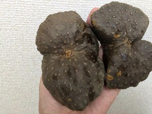 Wow! Kentang Alien seperti Batu Hitam Ini Harganya Sebuah Rp 15.000