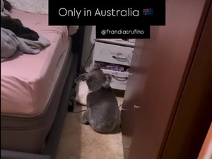 Hanya di Australia, Ada Koala Menyusup dan Nyantai di Kamar
