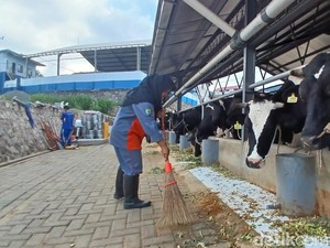 Suara Peternak Pasuruan di Tengah Hiruk Pikuk Viral Aksi Buang Susu