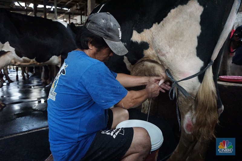 Seorang pekerja memerah sapi di peternakan sapi di kawasan mampang Jakarta, Sabtu (15/11/2024). Seorang pekerja memerah sapi di peternakan sapi di kawasan mampang Jakarta, Sabtu (15/11/2024). (CNBC Indonesia/Muhammad Sabki)