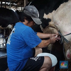 Alasan Pemerintah Buka Keran Impor Sapi Bunting Sampai 250.000 Ekor