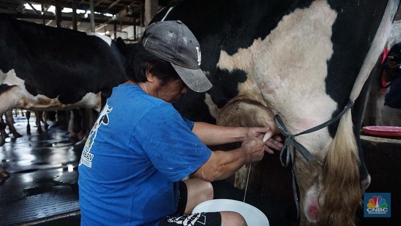 Seorang pekerja memerah sapi di peternakan sapi di kawasan mampang Jakarta, Sabtu (15/11/2024). (CNBC Indonesia/Muhammad Sabki)