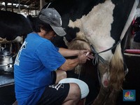 Alasan Pemerintah Buka Keran Impor Sapi Bunting Sampai 250.000 Ekor