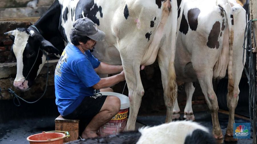 Seorang pekerja memerah sapi di peternakan sapi di kawasan mampang Jakarta, Sabtu (15/11/2024). (CNBC Indonesia/Muhammad Sabki)