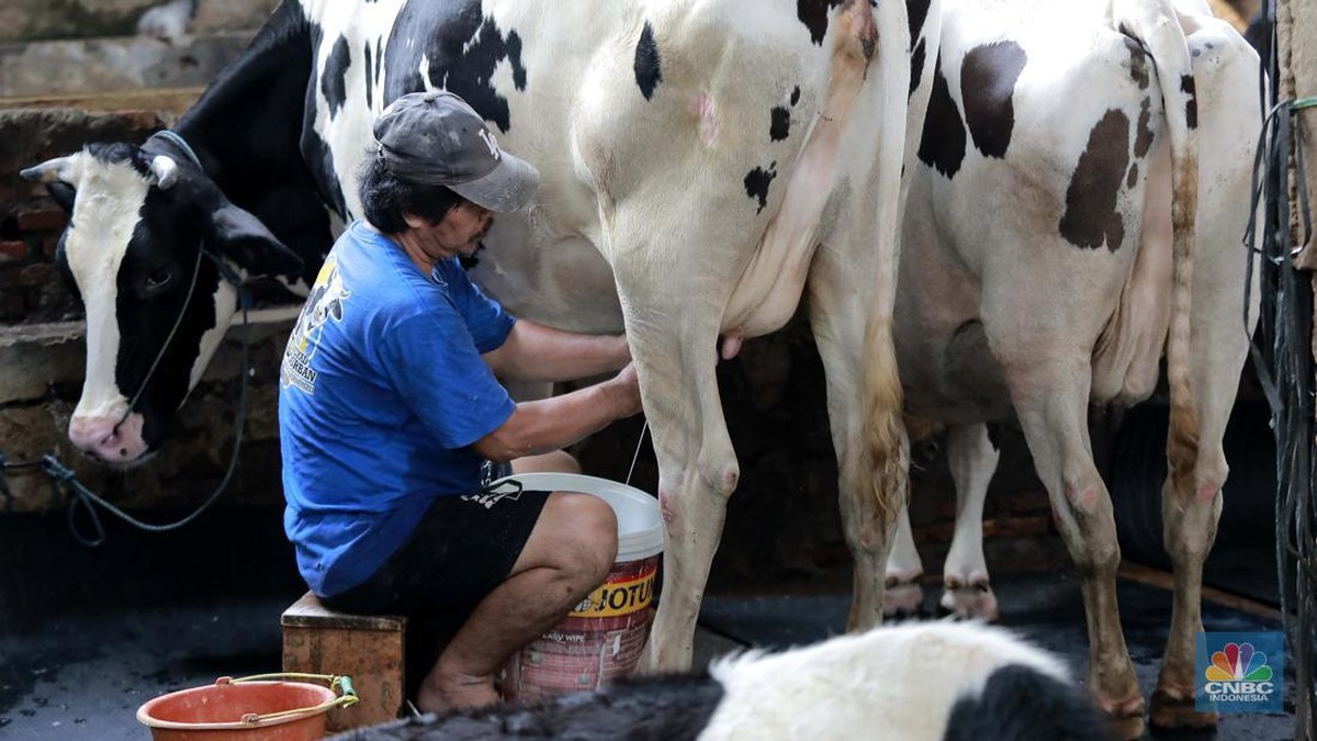 Peternak Sapi Perah Lokal Terpuruk: Air Mata di Balik Serbuan Susu Impor!