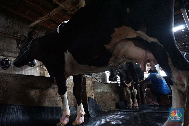 Seorang pekerja memerah sapi di peternakan sapi di kawasan mampang Jakarta, Sabtu (15/11/2024). Seorang pekerja memerah sapi di peternakan sapi di kawasan mampang Jakarta, Sabtu (15/11/2024). (CNBC Indonesia/Muhammad Sabki)
