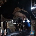Seorang pekerja memerah sapi di peternakan sapi di kawasan mampang Jakarta, Sabtu (15/11/2024). (CNBC Indonesia/Muhammad Sabki)