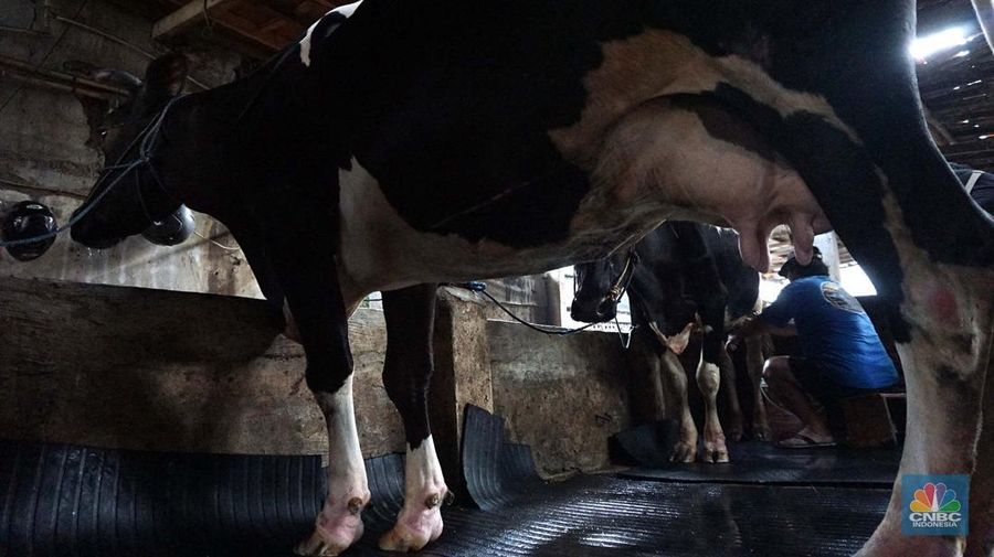 Seorang pekerja memerah sapi di peternakan sapi di kawasan mampang Jakarta, Sabtu (15/11/2024). (վ/Muhammad Sabki)