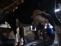Seorang pekerja memerah sapi di peternakan sapi di kawasan mampang Jakarta, Sabtu (15/11/2024). (CNBC Indonesia/Muhammad Sabki)
