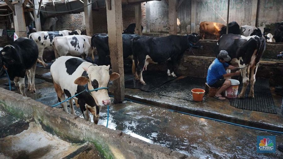 Seorang pekerja memerah sapi di peternakan sapi di kawasan mampang Jakarta, Sabtu (15/11/2024). (վ/Muhammad Sabki)